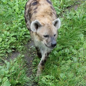 Spotted hyena