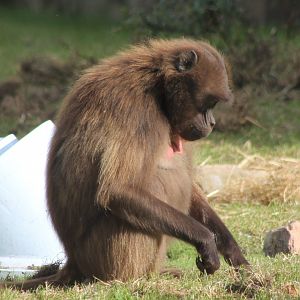 Gelada