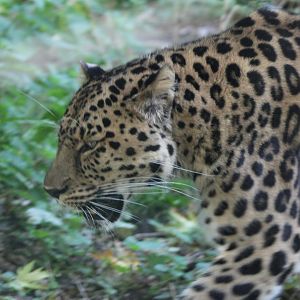 Amur leopard