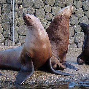 Steller's sea lions (Eumetopias jubatus)