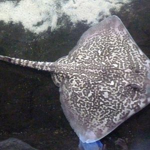 Thornback ray (Raja clavata)