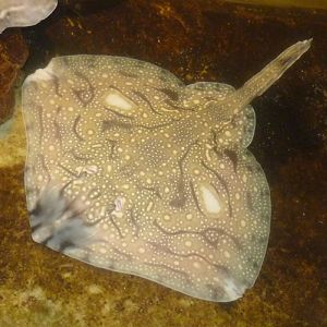 Undulate ray (Raja undulata)