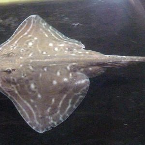 Small-eyed ray (Raja microocellata)