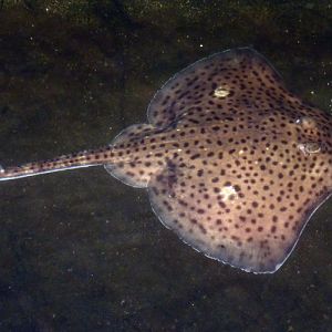 Spotted ray (Raja montagui)
