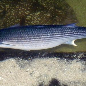 Thicklip grey mullet (Chelon labrosus)
