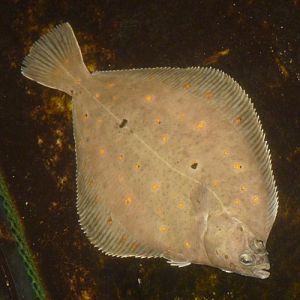 European plaice (Pleuronectes platessa)