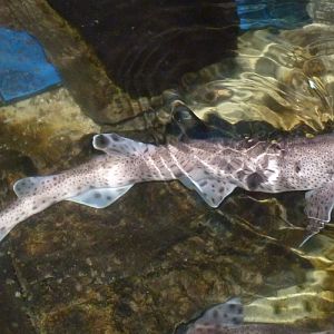 Small-spotted catshark (Scyliorhinus canicula)