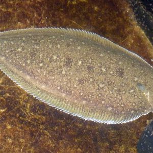 Common sole (Solea solea)