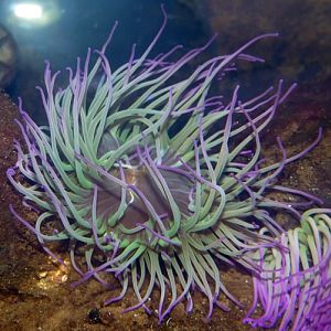 Snakelocks anemone (Anemonia viridis)