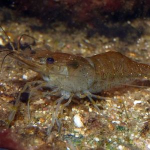 Unknown shrimp with ID needed!!!