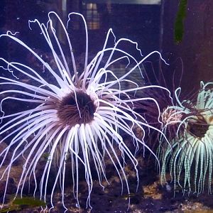 Coloured tube anemones (Cerianthus membranaceus)