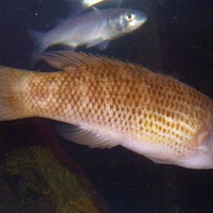 Goldsinny wrasse (Ctenolabrus rupestris)