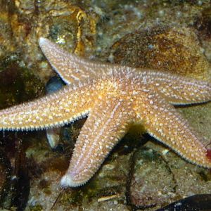 Common starfish (Asterias rubens)