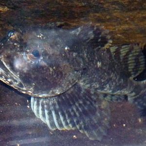 Shorthorn sculpin (Myoxocephalus scorpius)