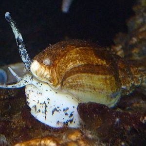 Common whelk (Buccinum undatum)
