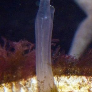 Vase sea squirt (Ciona intestinalis)