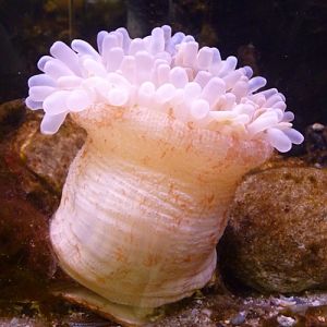 Dahlia anemone (Urticina felina)