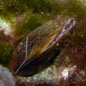 Common blue mussel (Mytilus edulis)
