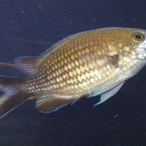 Mediterranean damselfish (Chromis chromis)