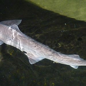 Starry smooth-hound (Mustelus asterias)