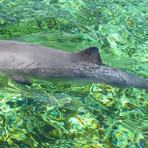 Harbour porpoise (Phocoena phocoena)