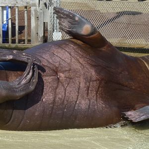 Pacific walrus (Odobenus rosmarus divergens)