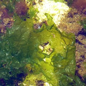 Sea lettuce (Ulva lactuca)