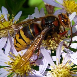 European hornet (Vespa crabro) male