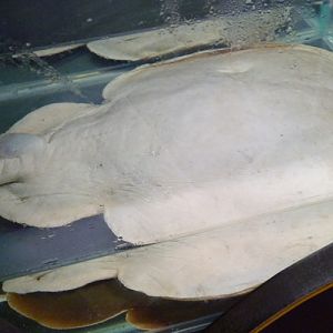 Preserved specimen of Marbled electric ray (Torpedo marmorata)