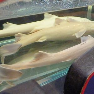 Three preserved specimens of Spurdog (Squalus acanthias)