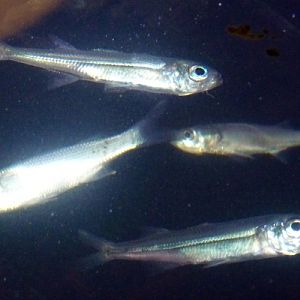 Big-scale sand smelts (Atherina boyeri)