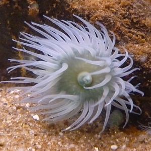 Sea tomato (Actinia equina)