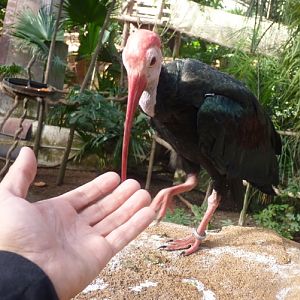 Very tame Bald ibis (Geronticus calvus)