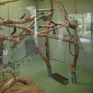 Cologne Zoo - Lion-tailed macaque exhibit
