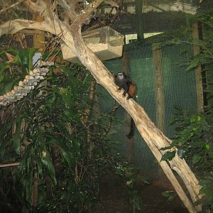 Cologne Zoo - Weddell's saddle-back tamarin exhibit