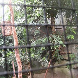 Cologne Zoo - Tropical house - Bali mynah aviary