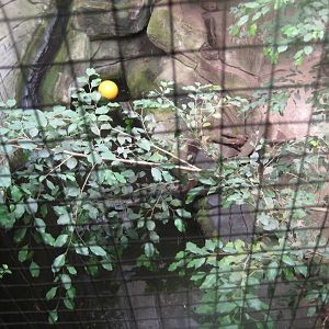 Cologne Zoo - Tropical house - Otter exhibit