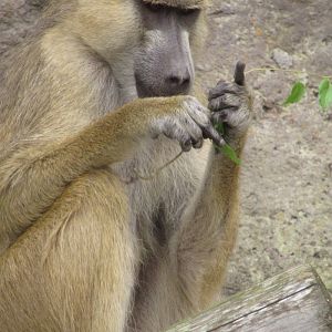 Yellow baboon?
