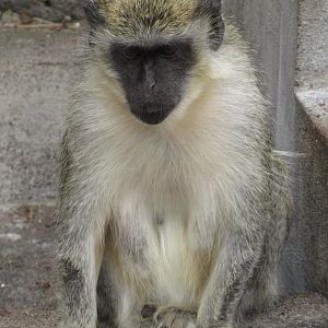 Vervet monkey?