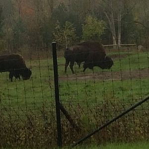 Wood bison