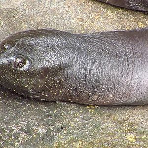 Henry Doorly Zoo Nile Softshell Turtle & Pygmy Hippopotamus - YouTube