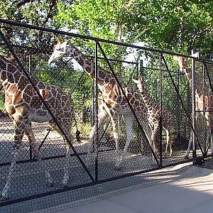 A Girassic Crossing - YouTube