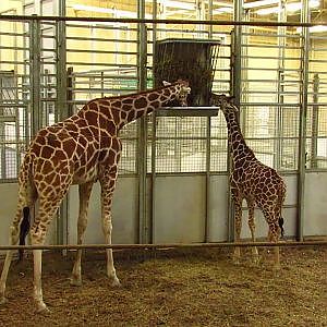 Henry Doorly Zoo Reticulated Giraffe - YouTube