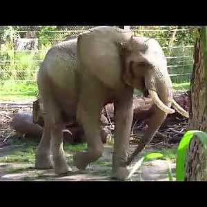 Henry Doorly Zoo African Elephant - YouTube
