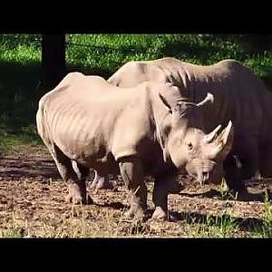 Henry Doorly Zoo White Rhinoceros - YouTube