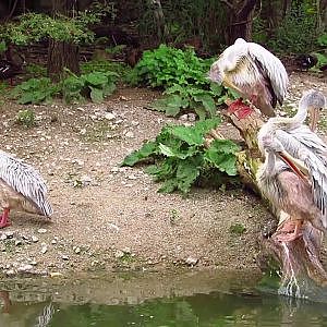 Henry Doorly Zoo Pink Backed Pelican - YouTube