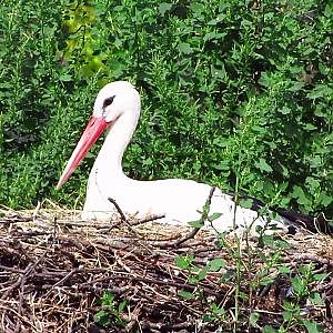 Henry Doorly Zoo White Stork - YouTube