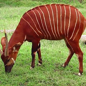 Henry Doorly Zoo Bongo Antelope - YouTube