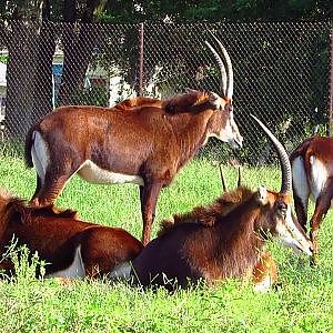Henry Doorly Zoo Sable Antelope - YouTube