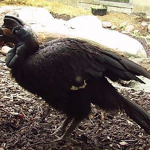 Henry Doorly Zoo Abyssinian Ground Hornbill - YouTube